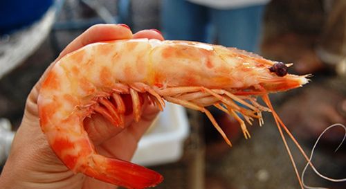 langostinos san lucar