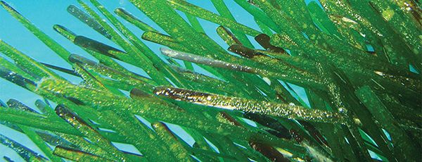 posidonia-oceanica