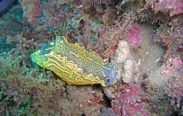 Buceo-en-Maro.-Fotografía-de-objetivomalaga.diariosur.es_